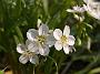 Claytonia virginica